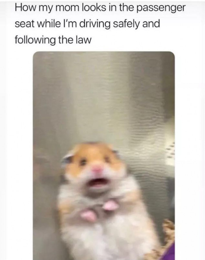 7. They're like, "Oh my goodness, you're driving too fast. This lad's going to get me killed!"