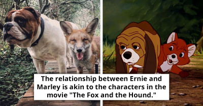 Bulldog Befriends Rescued Fox, Mirroring A Real-Life 'The Fox And The Hound' Friendship