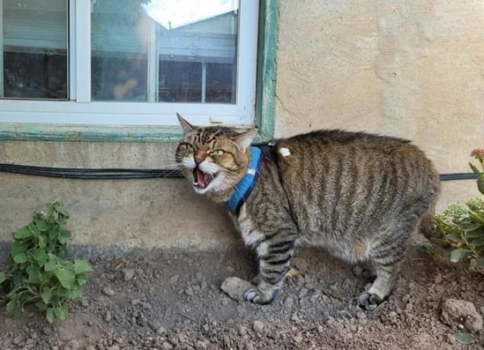 19. That is one happy, chubby cat