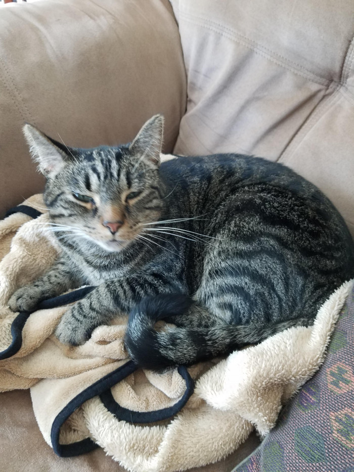 The cat that is responsible for this mess: