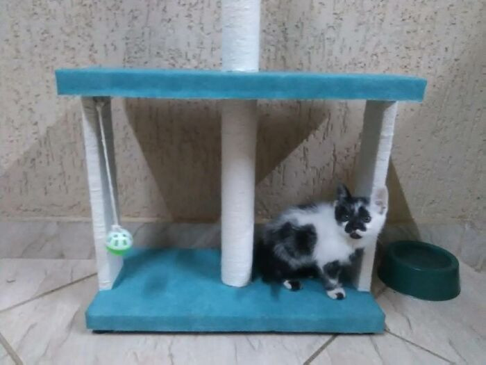 Thor was adopted when he was only 35 days old. He was chosen as a kitten for Fabiana's daughter