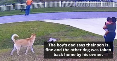 Breathtaking Moment German Shepherd Protects His Six-Year-Old Human From Being Attacked By The Neighbor's Dog, Video Goes Viral