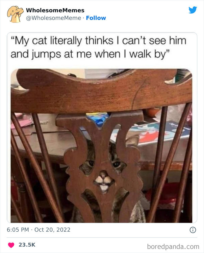 Resting cat on a couch, suggesting cats train us and batmeow