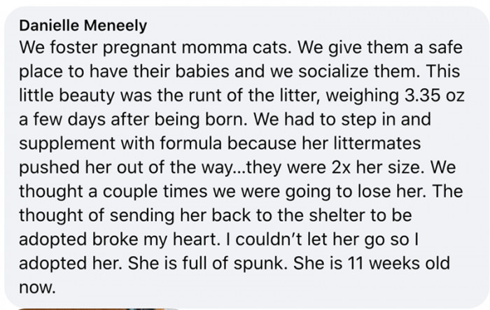 2. From someone who fosters pregnant momma cats