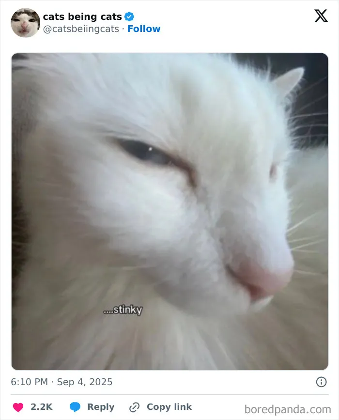 10. That look says ‘someone stepped in the litter box.