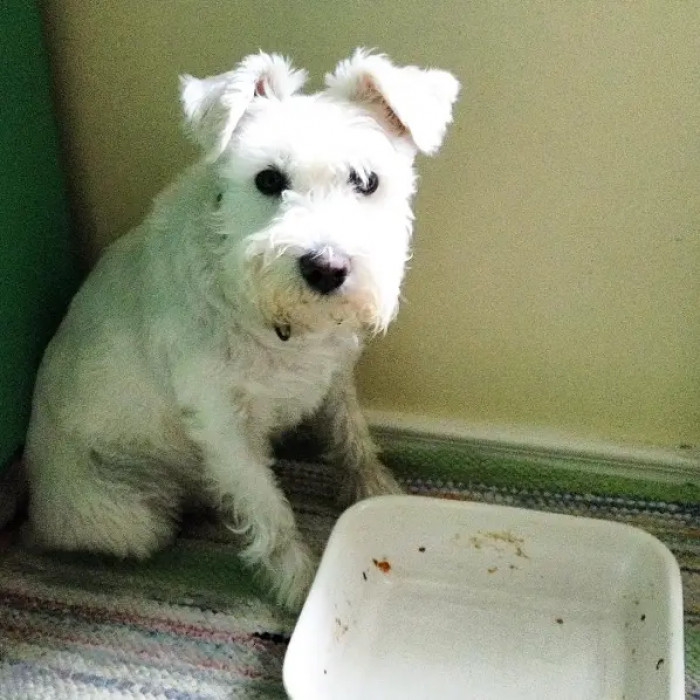 10. One very hungry dog