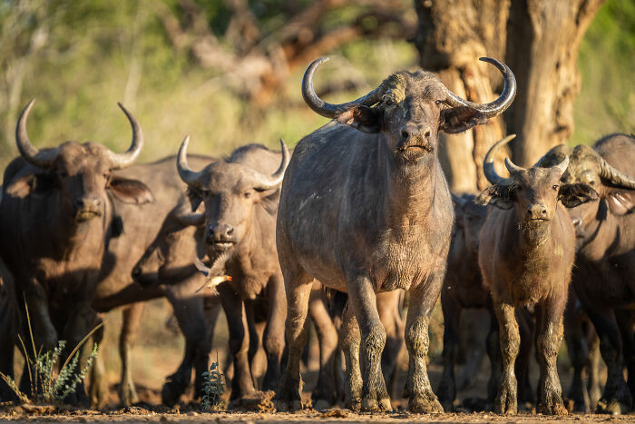 "The Welcoming Committee"