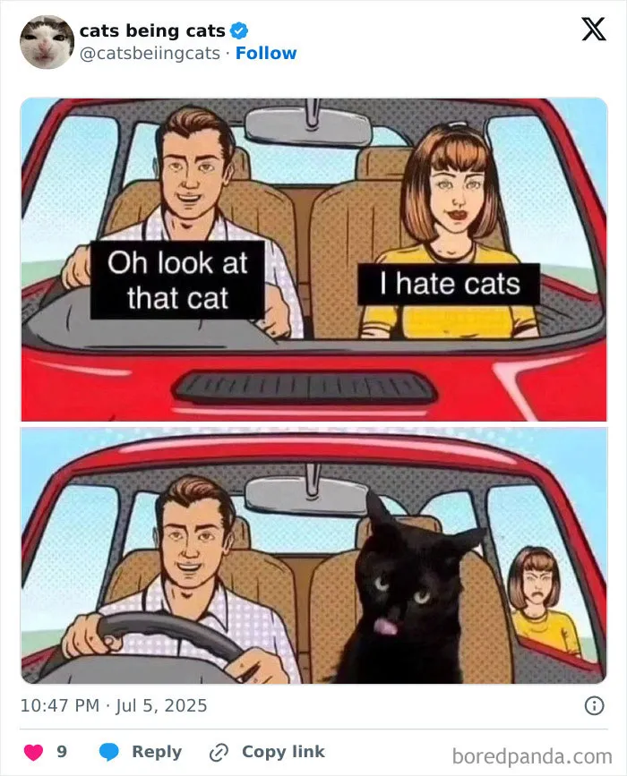 34. Plot twist: the cat was driving the getaway car all along.