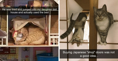 18 Hilarious Cat Memes That Are Full Of Awesome And Meowrific Kitty Humor To Get You Through The Day