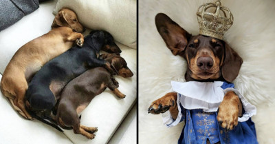 14 Photos Of Adorable Dachshunds That You Needed, But Simply Weren't Aware Of It