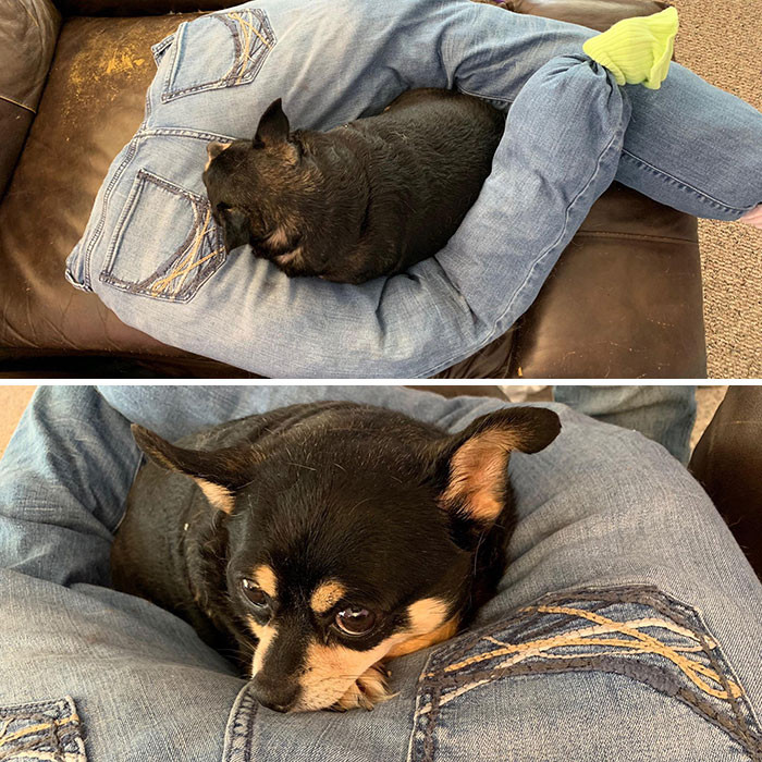 30. “My 10-Year-Old Dog Likes To Sleep On My Legs. I Made Her This Out Of Some Of My Old Jeans For Her To Sleep On While I’m At Work”