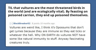 Discover How Vultures Became One of the World's Most Threatened Birds Because of Humans