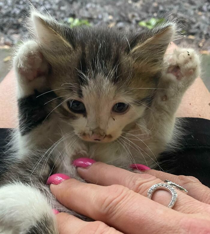 18. "I Rescued This Blue-Eyed Beauty After Her Littermate Had Been Hit. They Were Dumped"