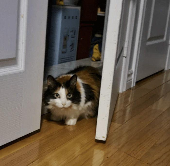 10. "Here is Picasso, and he's my Airbnb host."