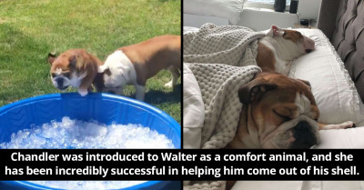 Bulldog Sees A New Ice Pool And Unexpectedly Jumps In With The Most Adorable Look On Her Face