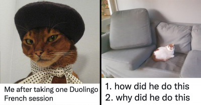 25 Tweets That Prove Cats Are Better Than Dogs