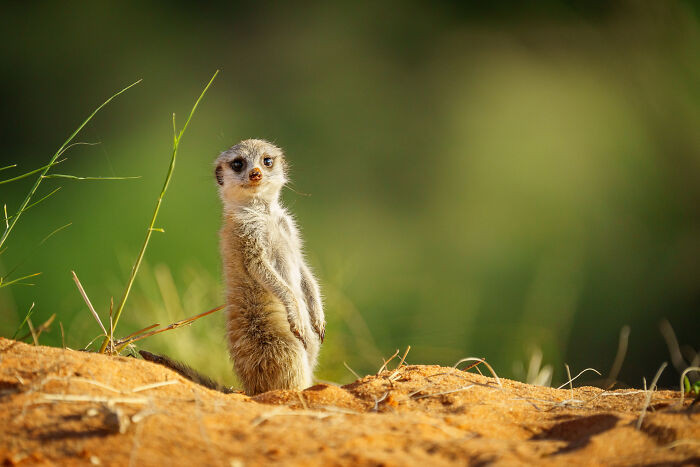 "Oh, Hello, How Are You?"