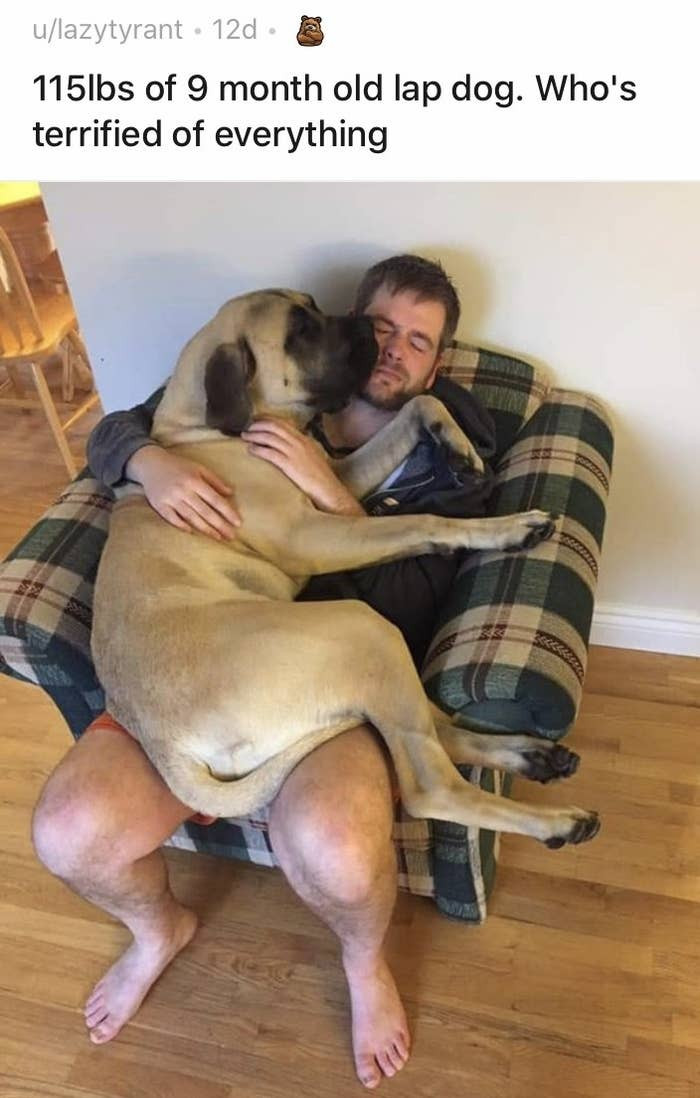 2. This huge puppy, who was simply looking for some solace in this frightening world: