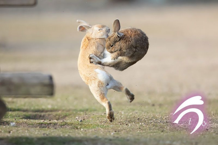 This extremely rare shot was taken by Takayuki and Maruya Nakamura on Rabbit Island in Japan.