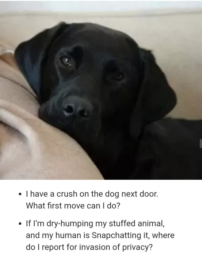 Close-up of dog Q&A discussion, enthusiastic “Loving the questions” wording