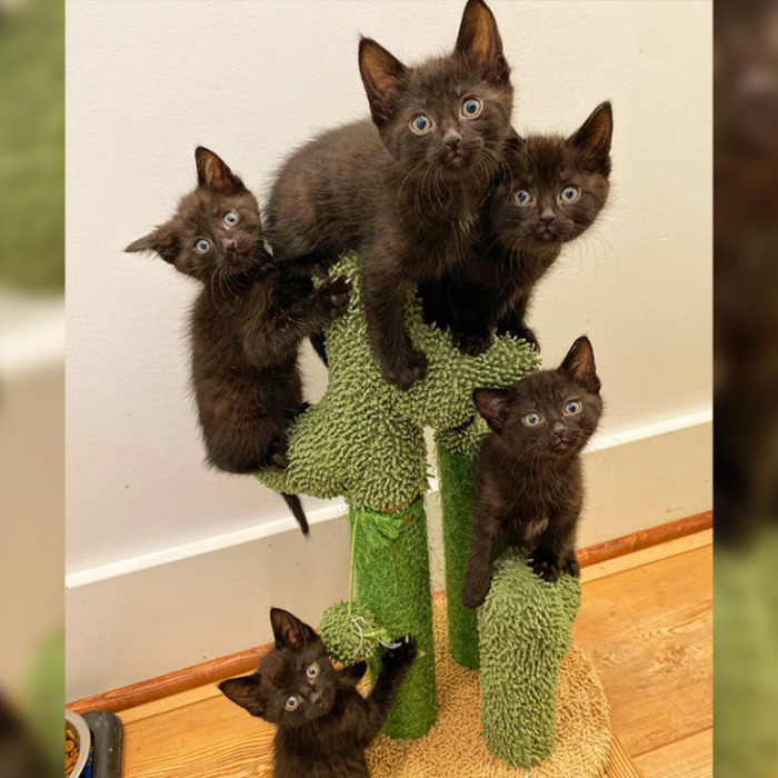 All Five Black Kittens Are Pictured Together on a Different Tree