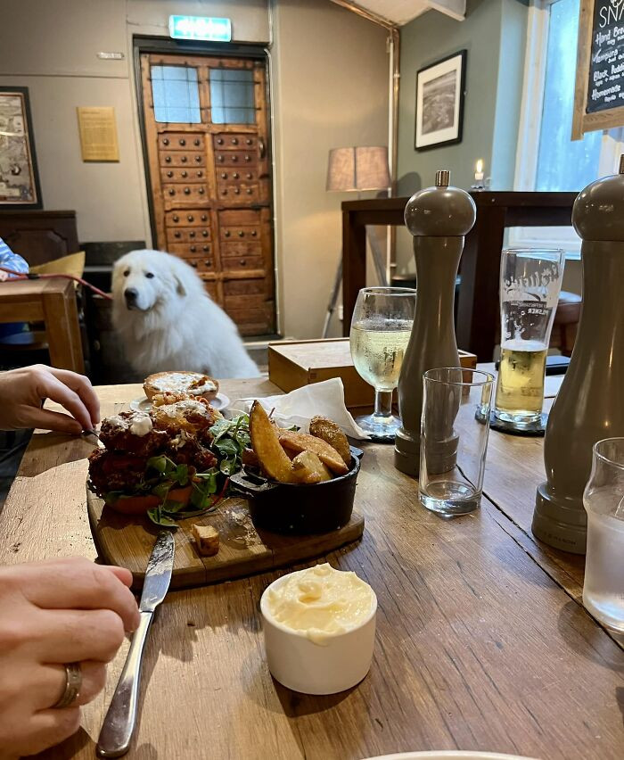 40. I Know This Page Is For Dogs… But There Is A Polar Bear In The Pub, And He Is Eyeing Up My Uncles Burger
