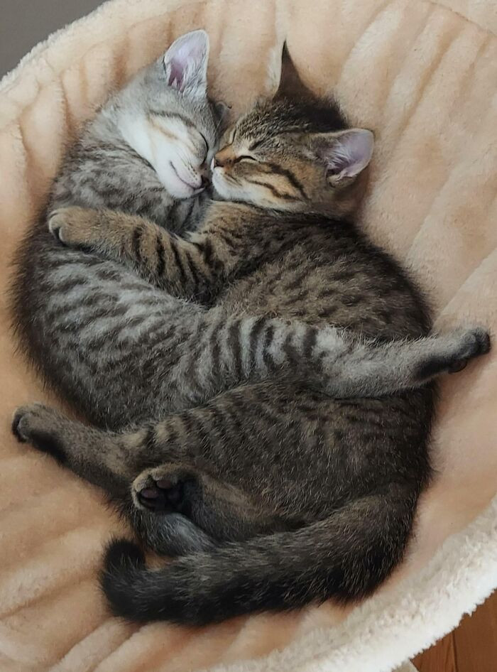 30. "I Think These Brothers Look Comfortable In Their New Home"