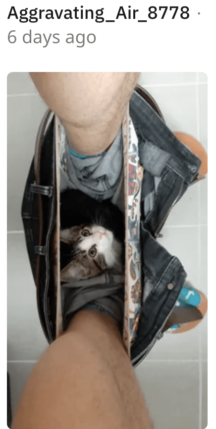 2. Hey hooman, just hanging in here