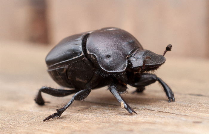 Dung Beetle