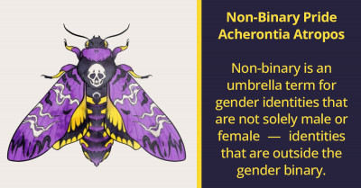 Artist Helps Us Celebrate Pride Month With Gorgeous Pride Moths