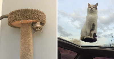 24 Times Cats Became Famous For Defying The Laws Of Physics