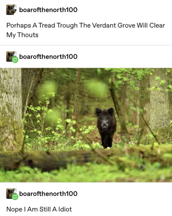 17. This boar decided to take a walk of contemplation