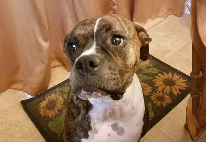 Dog comforts grieving owner during hospital farewell visit with heartfelt bond
