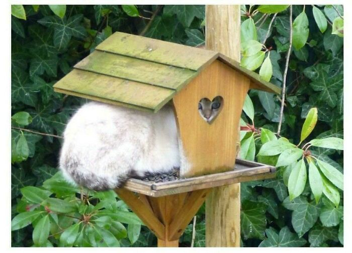 40. Local cat invents advanced ambush technology. Birds still not fooled.