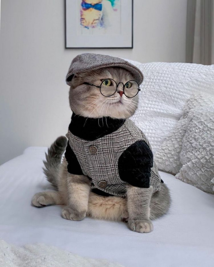 Rescued Cat Becomes An Instagram Star After Modeling Fashionable ...
