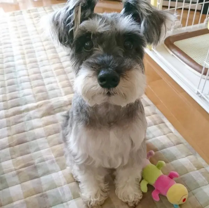 1. That’s a good boy