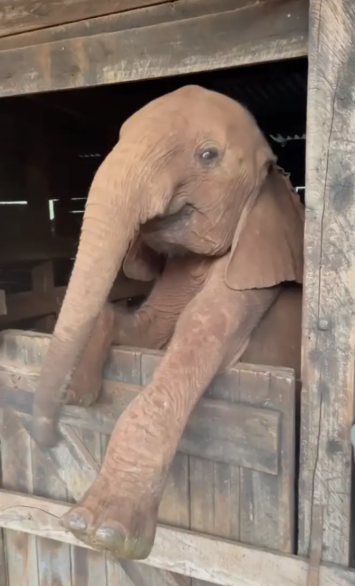 Baby elephant calf named Kinyei resisting bedtime while caretaker coaxes sleep