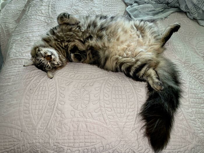 "Born Without One Paw But Still Living The Dream ♥️"