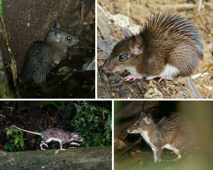The armoured rat is protected by sharp spines that can reach up to 3 centimeters (1.2 inches) in length.