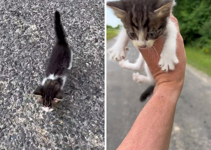Robert picked up the kitten—who also excitedly approached him—and examined it. However, he was met with a surprise—more kittens!