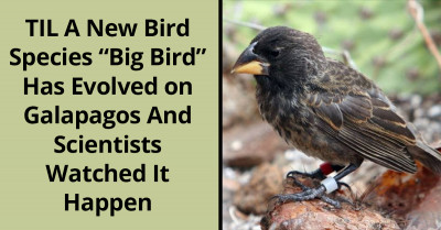 Redditors Learn About A New Breed Of “Big Bird” Which Evolved On Galapagos And Scientists Observed As It Happened