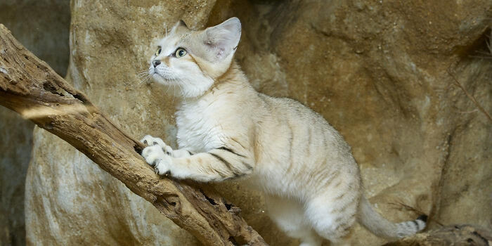 Sand cats rarely need to drink water. Instead, they stay hydrated by drawing all the moisture they need from their prey, which ranges from small rodents and insects to scorpions and even venomous snakes.