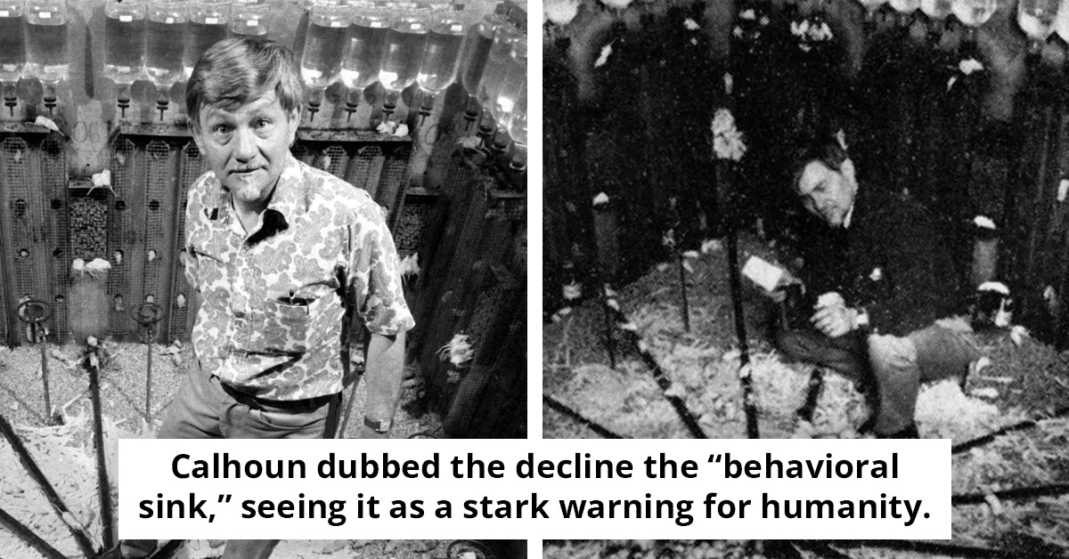 Utopia That Turned Dark: What Universe 25 Warns Us About Society