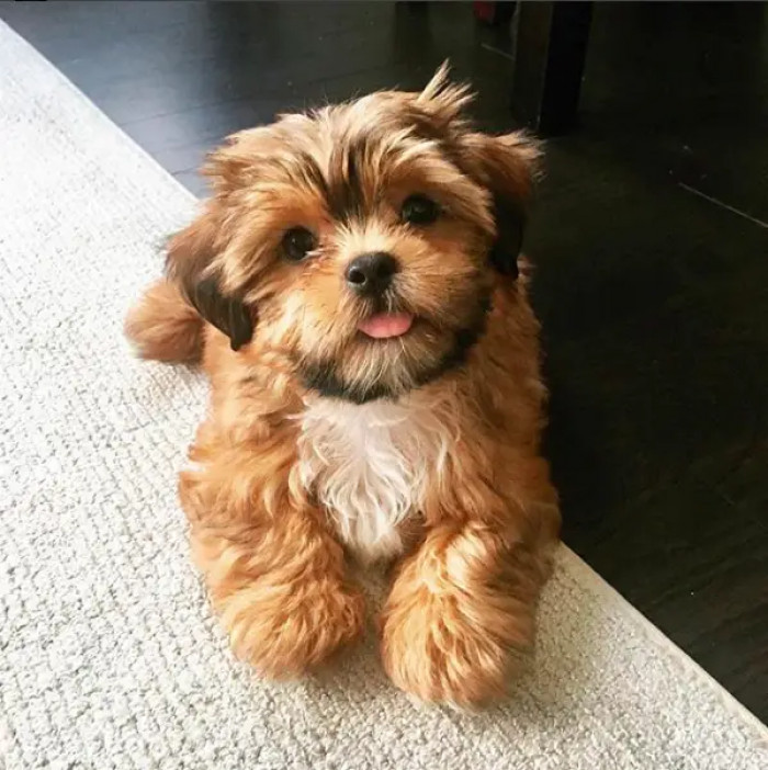 1. Check out this little fluff ball. What dog-lover wouldn't want to pet and snuggle this pup?