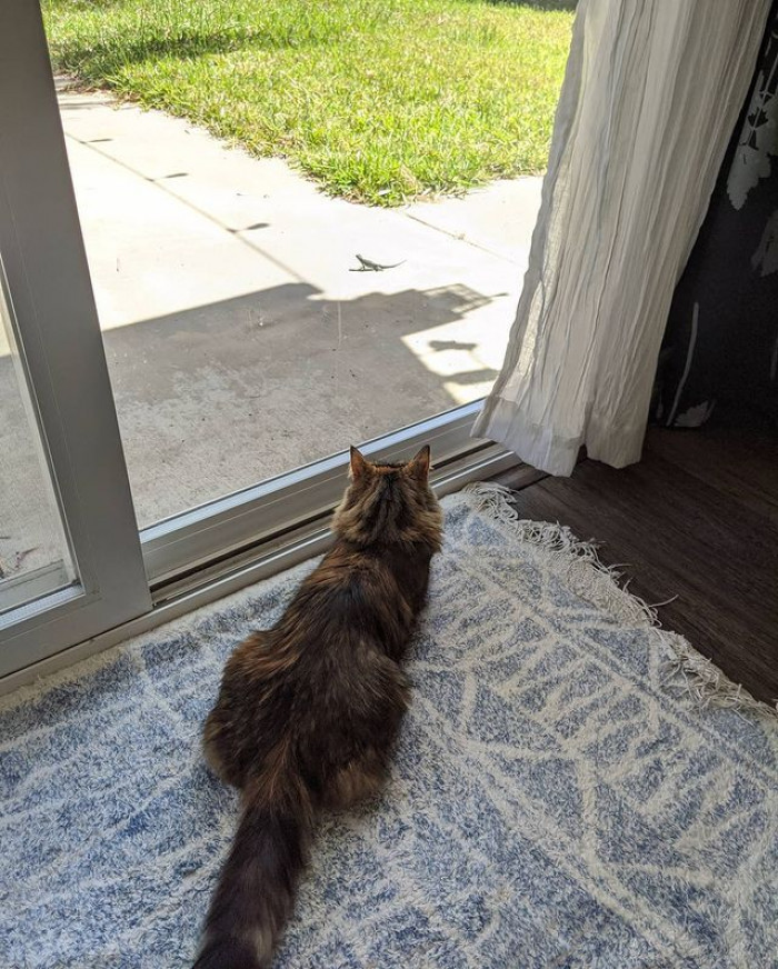This lizard is taunting the cat