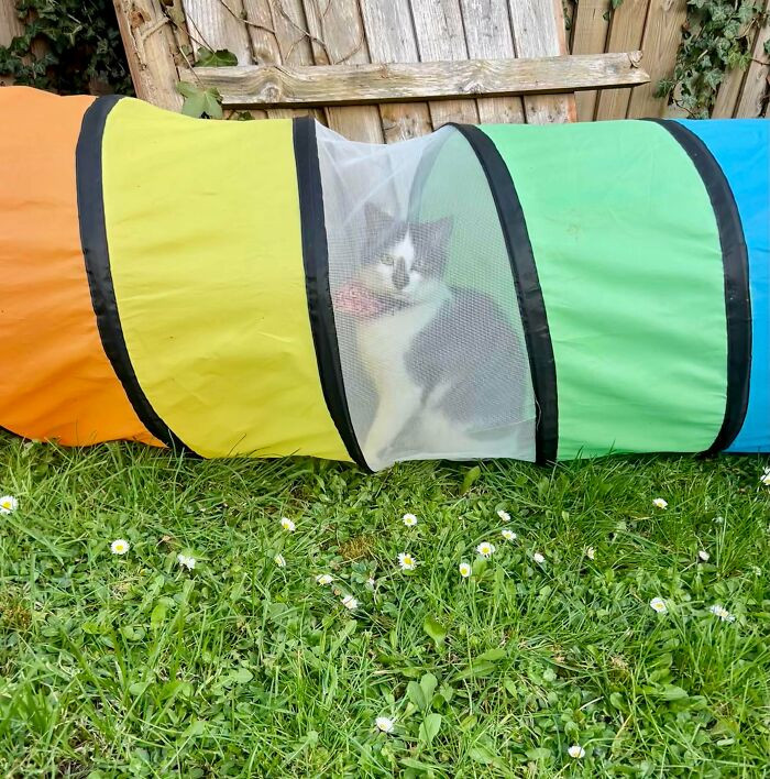 "Absolutely Refused To Get Out So My Kid Could Play In There. P.S. Not Even My Cat!"