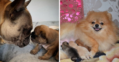 40 Pictures Of Dogs With Their Puppies To Melt Your Heart