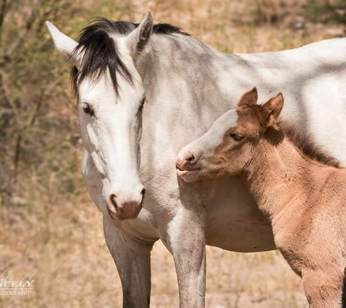 "Wild filly nuzzling her momma."
