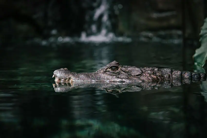 Each species has a breeding population of just 1,000 individuals, putting them at high risk of extinction.