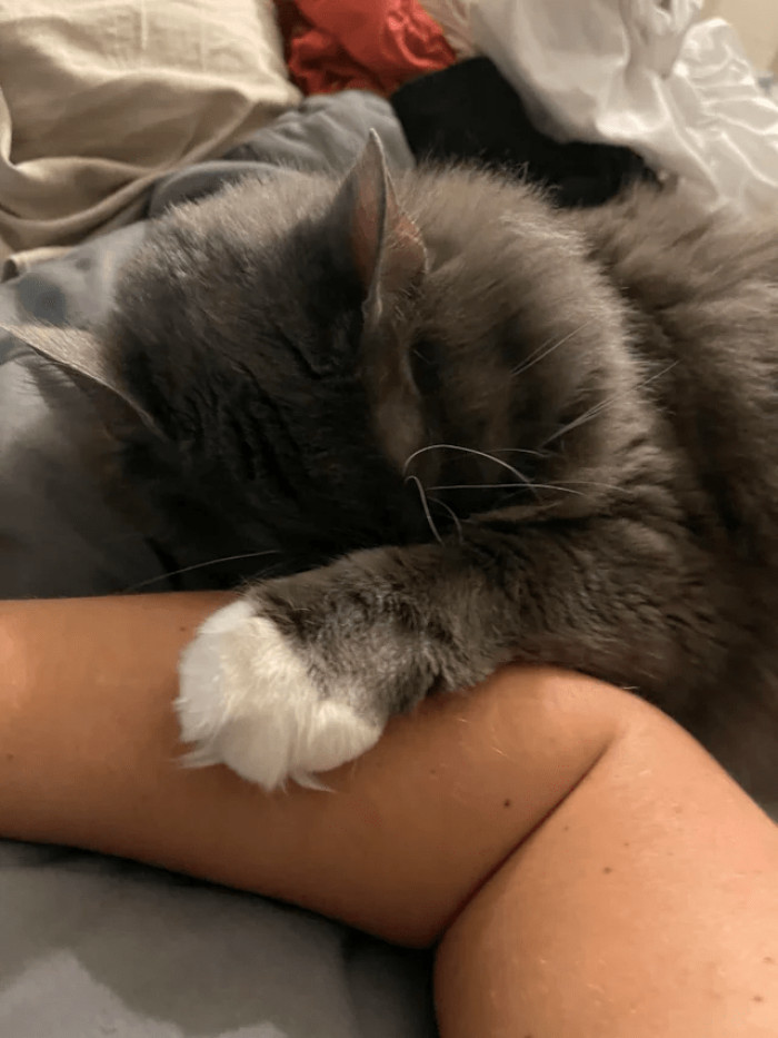 "I moved in with his mama a year ago. Now he won’t cuddle with anyone else. Guess he’s NowMyCat."